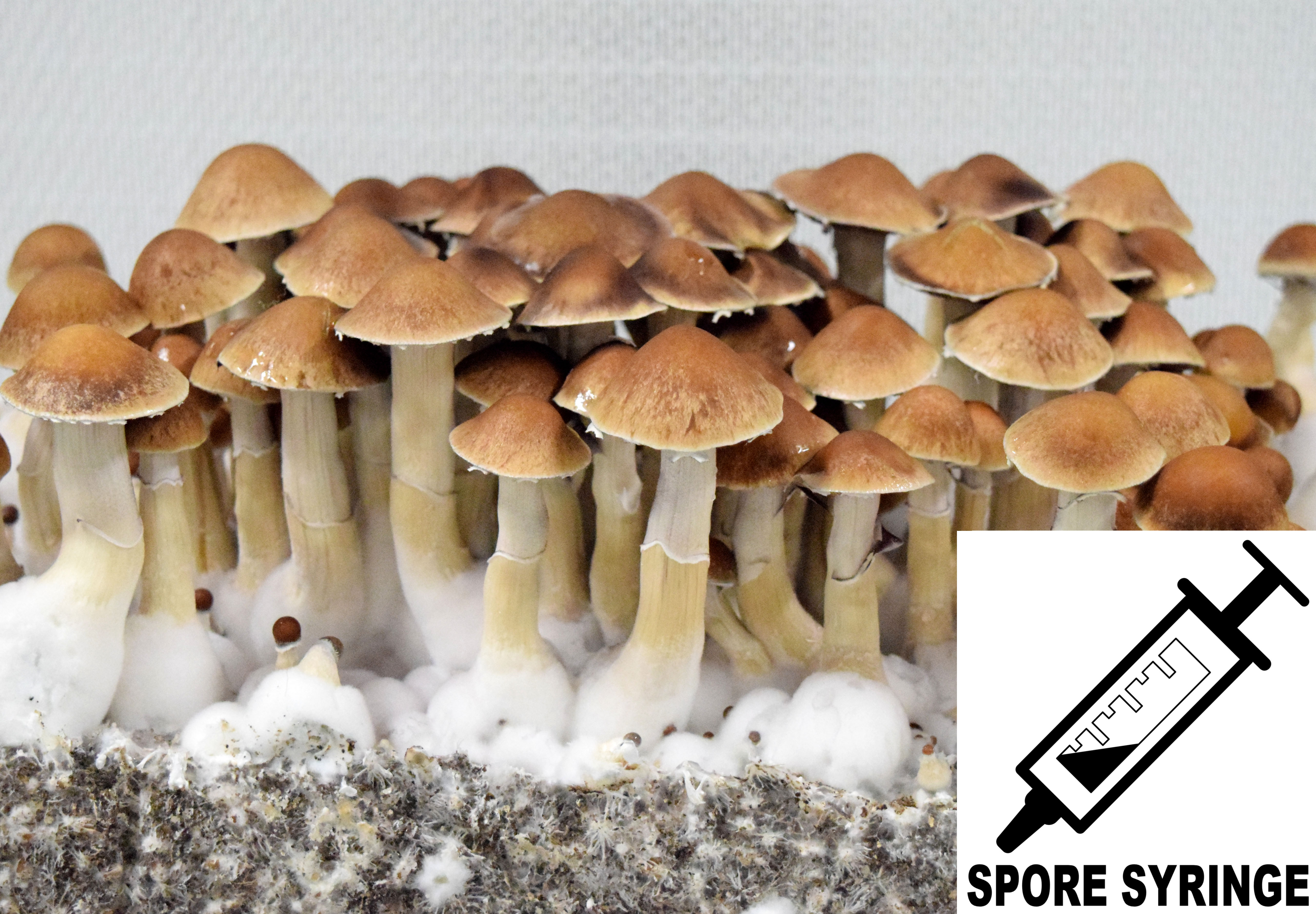 Psilocybe cubensis : Mexican Dutch King MDK Spore Syringe